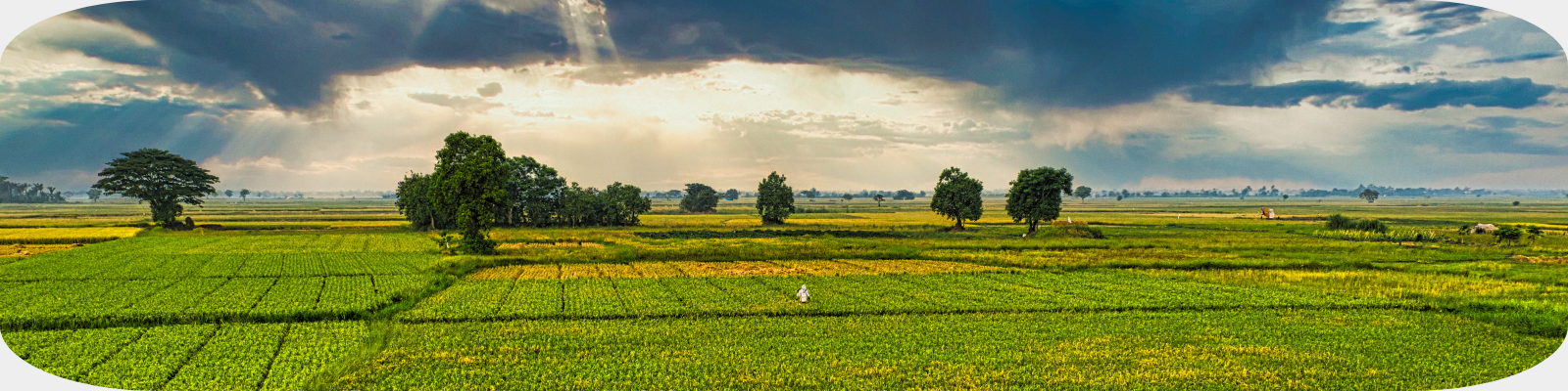 Immagine evento Portatori di valori nei nuovi equilibri fra produzione agricola e ambiente