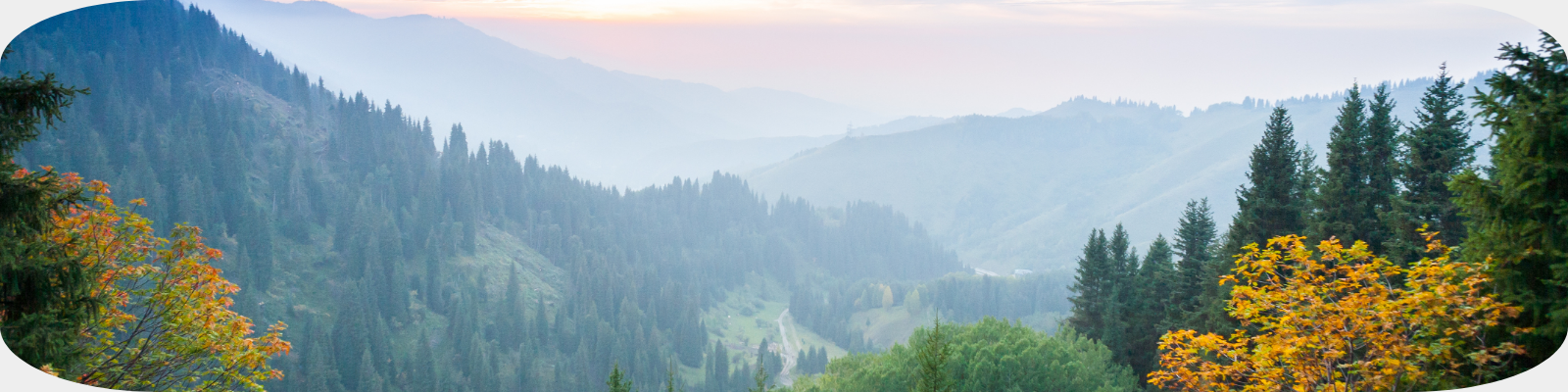 Immagine evento Boschi e foreste: le nuove sfide ambientali